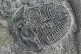 Elrathia Trilobite Cluster - Utah #105528-4